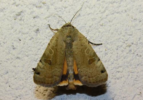 Réf. 243 635 : Noctua orbona